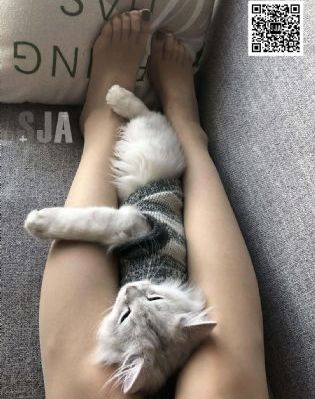 东北五仙在线完整免费观看电视剧